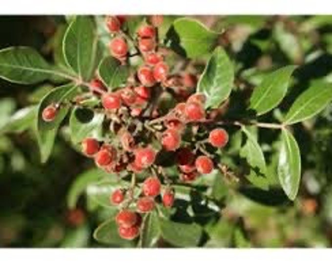 Seeds. Evergreen Sumac (Rhus virens)