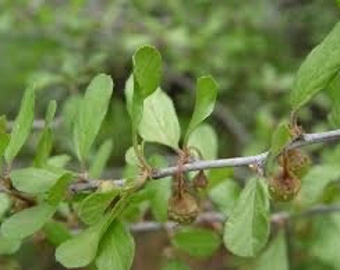 Seeds. Texas Hog Plum (Colubrina Texensis).