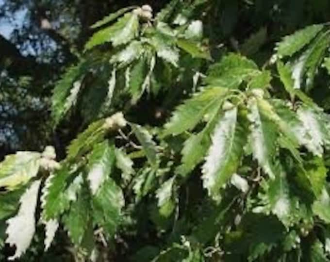 Seeds. Chinquapin oak (Quercus muhelenbergii).