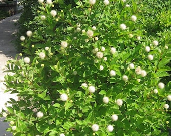 Seeds. Buttonbush (Cephalanthus occidentalis)