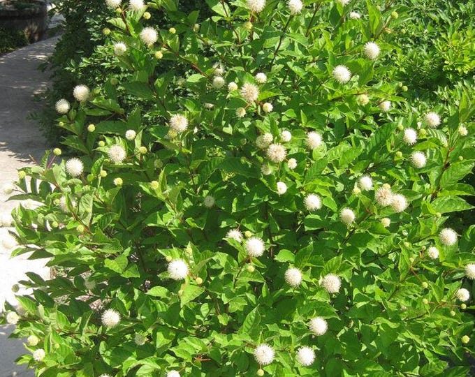 Seeds. Buttonbush (Cephalanthus occidentalis)
