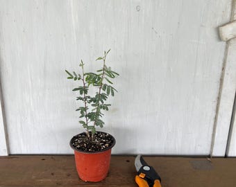 4” Sweet Acacia/Huisache (Acacia farnensiana) plant