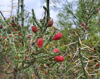 Seeds. Christmas Cactus, Tasajilo (Cylidropuntia leptocaulis)