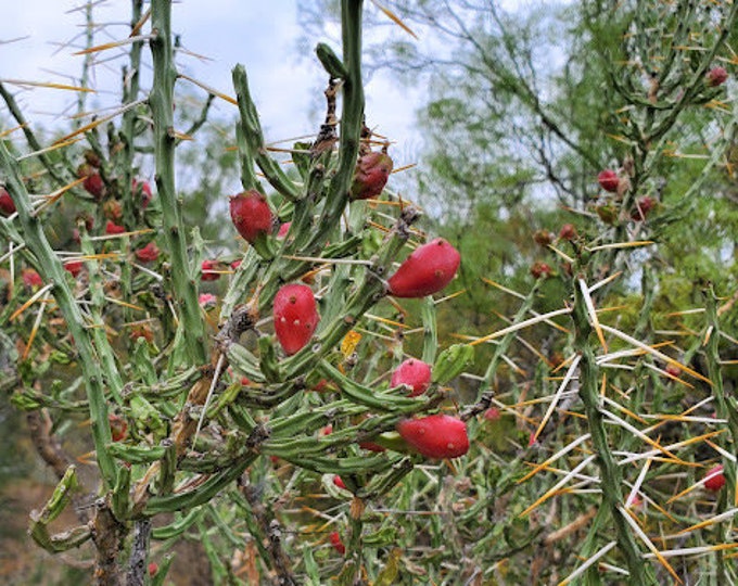 Seeds. Christmas Cactus, Tasajilo (Cylidropuntia leptocaulis)