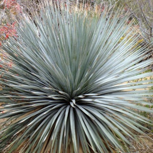 Seeds. Wheelers Sotol (Dasylirion wheeleri).