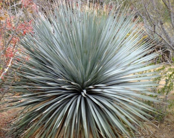 Seeds. Wheelers Sotol (Dasylirion wheeleri).