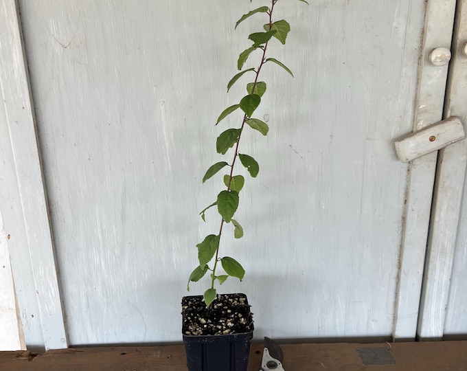 4” Mexican Plum (Prunus mexicana) plant