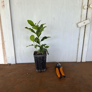 May include: A small potted plant with green leaves sits on a wooden surface. Beside it are orange and black pruning shears. The background features a white door with vertical panels.