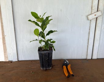 4” Anacua (Ehretia anacua) tree