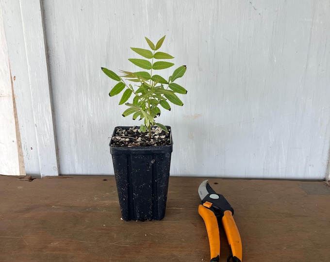 4” Little Walnut (Juglans microcarpa) plant