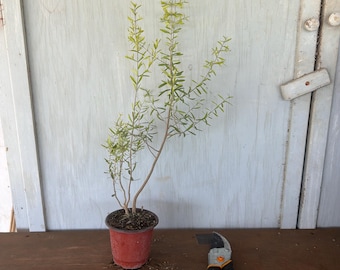 4” Narrow leaf forestiera (Forestiera Angustifolia) plant