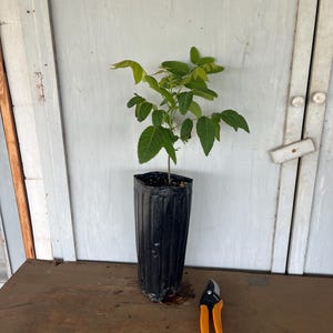 May include: A young plant with green leaves in a black plastic pot sits on a wooden surface. Orange and black pruning shears are next to the plant. The background is a light gray wooden door.