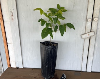 12” tube Black Walnut (Juglans nigra) tree