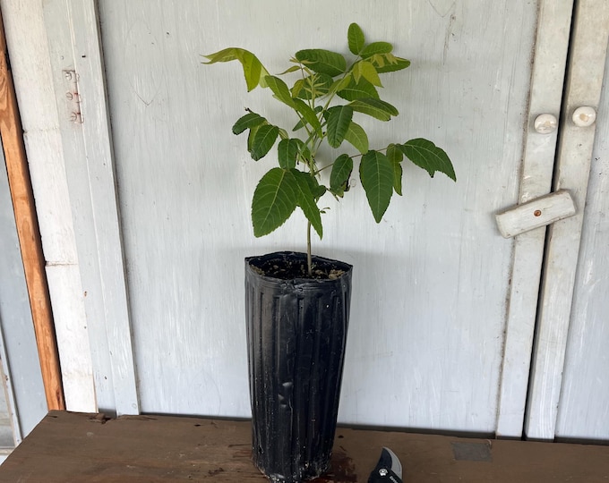 12” tube Black Walnut (Juglans nigra) tree