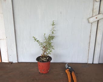 4” Apache Plume (Fallugia paradoxa) plant
