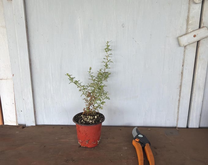 4” Apache Plume (Fallugia paradoxa) plant