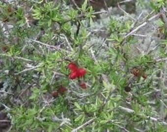 Seeds. Texas Goatbush, Amargoso (Castela erecta ssp. texana)