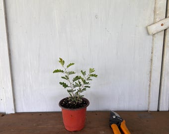 4” blackbrush Acacia (Acacia rigidula) plant