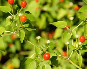 Seeds. Chile pequin (capsicum annuum ‘pequin’)