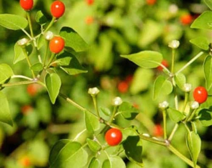 Seeds. Chile pequin (capsicum annuum ‘pequin’)