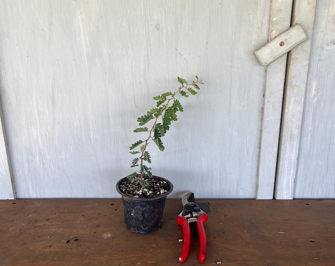 4” blackbrush Acacia (Acacia rigidula) plant