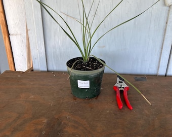 6” Texas Sotol (Dasylirion texanum) plant