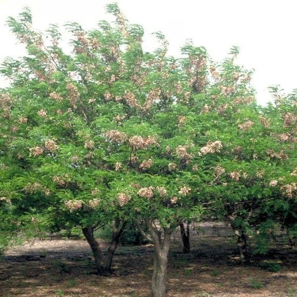 Seeds. Eves Necklace (Sophora Affinis)