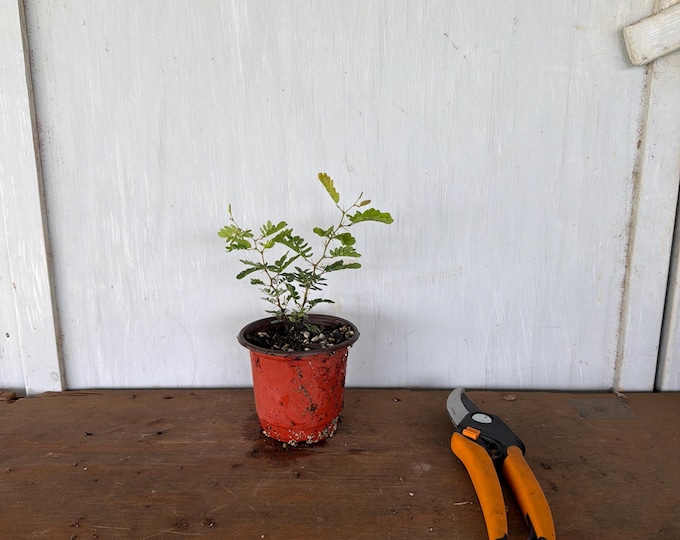 4” blackbrush Acacia (Acacia rigidula) plant