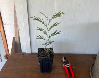 4” Guajillo (Acacia berlandieri) plant