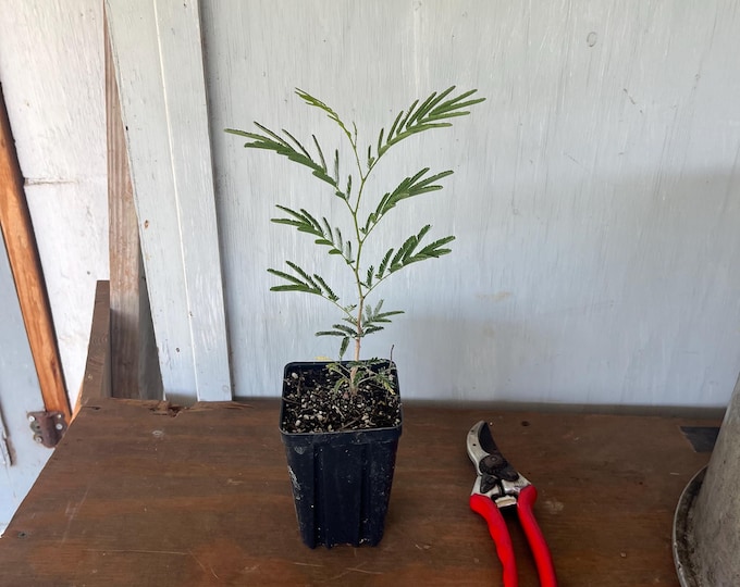 4” Guajillo (Acacia berlandieri) plant