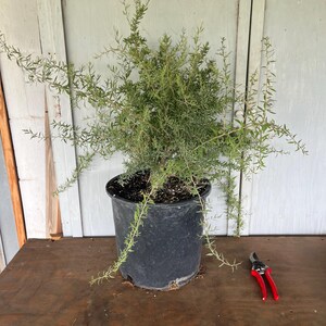 5g Desert Yaupon (Schaefferia cuneifolia) plant