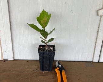 4” Mexican Sycamore (Platanus mexicana) tree