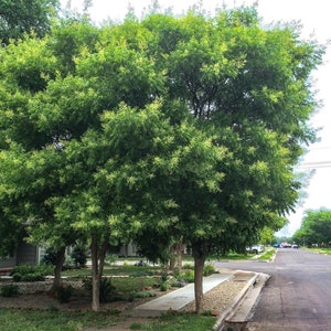 Seeds. Western Soapberry (Sapindus saponaria).