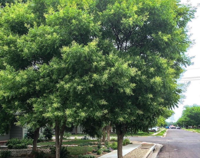Seeds. Western Soapberry (Sapindus saponaria).