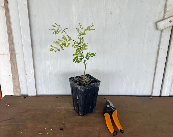 4” Desert Bird of Paradise (Caesalpinia gillesii) plant