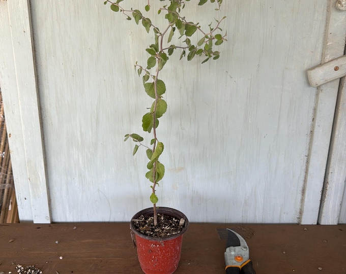 4” Texas Hog Plum (Colubrina texensis) plant