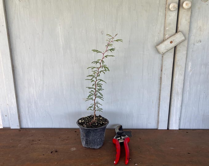 4” Twisted Acacia (Acacia schaffneri) plant