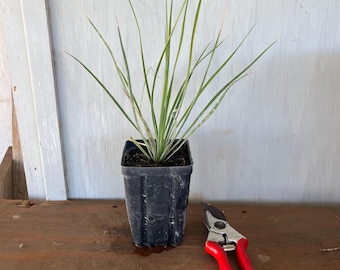 4” Beaked Yucca (Yucca rostrata) plant