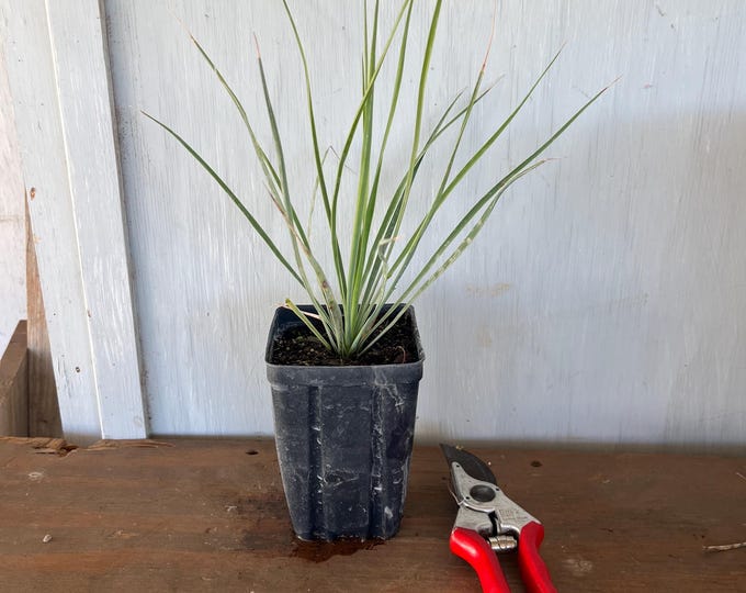 4” Beaked Yucca (Yucca rostrata) plant