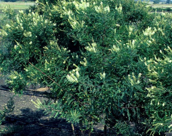Seeds. Texas Kindneywood (Eysenhardtia texana)