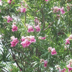 May include: A close-up of a pink flowering tree with green leaves. The flowers are in clusters and have a delicate, ruffled appearance.