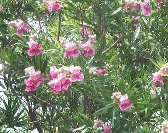 Seeds. Desert Willow (Chilopsis linearis)