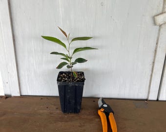 4” Escarpment Black Cherry (Prunus serotina var. eximia) tree