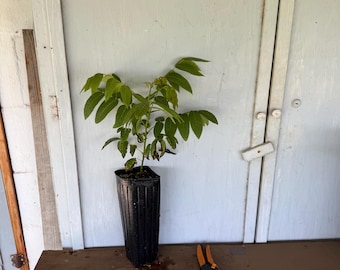 12” tube Black Walnut (Juglans nigra) tree