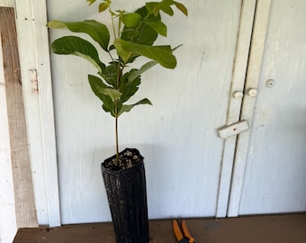 12” tube Texas Native Pecan (Carya illinoinensis) tree