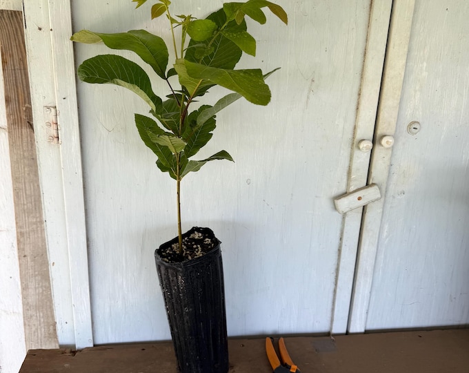 12” tube Texas Native Pecan (Carya illinoinensis) tree