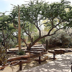Seeds. Twisted Acacia (Acacia schaffneri)