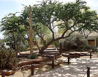 Seeds. Twisted Acacia (Acacia schaffneri)