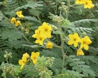 Seeds. Velvet Leaf Senna (Senna lindheimeriana)