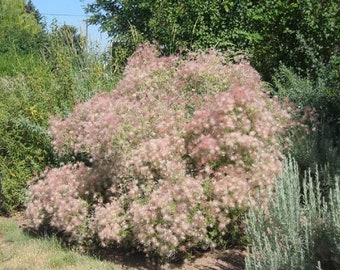 Seeds. Apache Plume (Fallugia paradoxa).